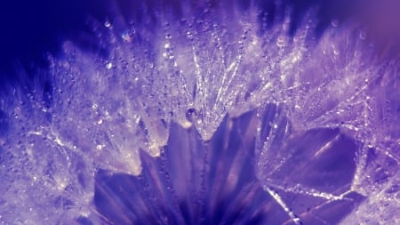 Dandelion - nature, purple, dew, water drops, macro, dandelion, wet