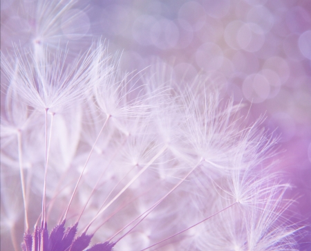 Dandelion - white, vara, macro, pink, dandelion, summer, texture