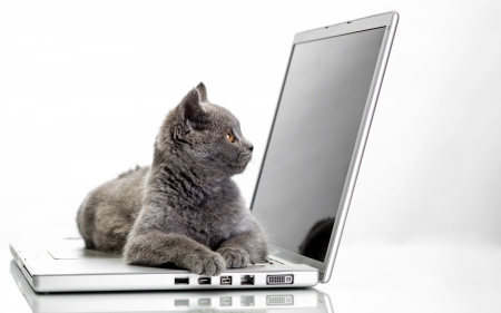 Funny kitten - grey, white, animal, pisica, kitten, funny, laptop, cat