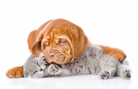 Sleeping kitten and puppy - couple, cat, puppy, pisica, kitten, white, caine, sleep, dog, animal, sweet, cute