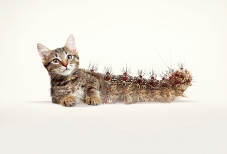 Cat-erpillar - fantasy, white, animal, pisica, caterpillar, funny, creative, cat