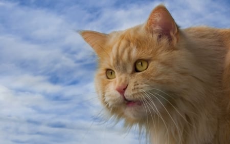 Cat - animal, pisica, blue, ginger, orange, cat, sky