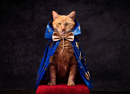 Lord TomCat - cat, soricel, funny, black, pisica, fantasy, creative, angie connell photography, ginger, bow, red, blue, orange, mouse