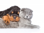 Sleeping cat and puppy