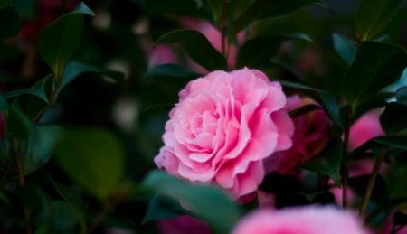 Camellia - macro, flowers, nature, pink