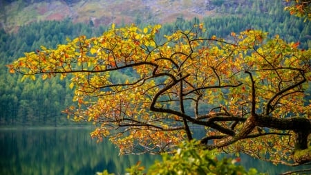 Autumn Forest - lake, autumn, forest, trees