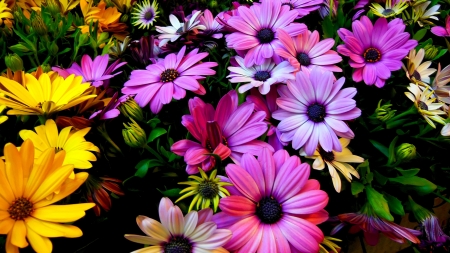 colorful flowers - flowers, colorful, nature, garden, plants, flower, plant