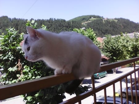 looking down - balcony, outdoors, look, cats