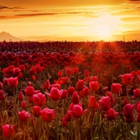 Sun Ray over Tulips Field