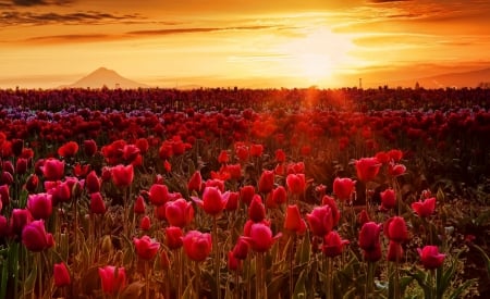 Sun Ray over Tulips Field - Tulips, Field, Sun, Flowers