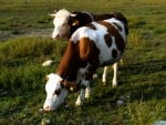 grazing cows