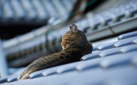 restful - feline, roof, tiles, cat