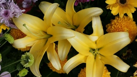 stargazer lilies - lilies, plant, flower, stargazer