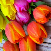 âœ¿âŠ±â€¢â•®Tulips & Old Keyâ•­â€¢âŠ°âœ¿