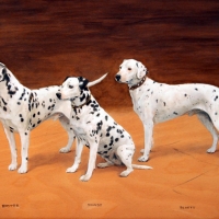 Dogs dalmatian