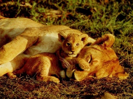 Lion love - animal, lion, mother, love, wild