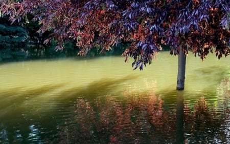 Landscape - nature, tree, landscape, grass