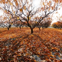 fall trees