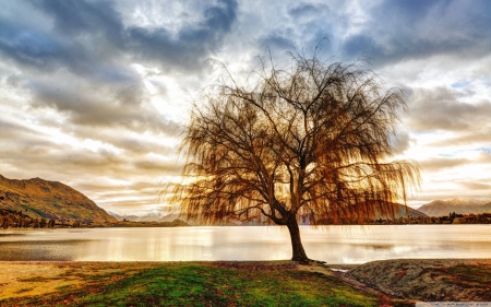 lone lake tree - fun, sunset, nature, lake, cool