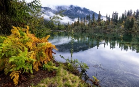 lake - fun, nature, lake, forest, cool