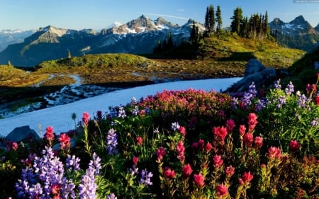 Springs negins - field, spring, flower, nature