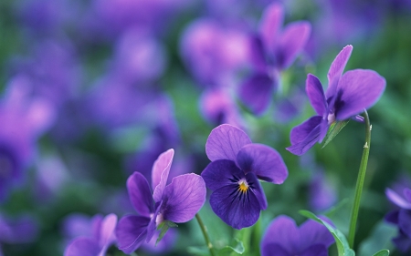 Pansies - purple, summer, green, viola tricolor, flower, vara