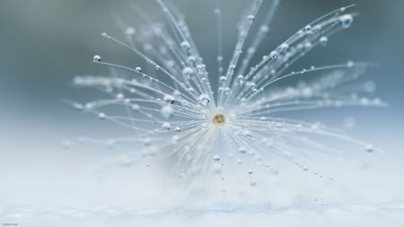 Dandelion - white, blue, dew, water drops, macro, dandelion