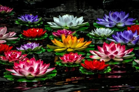 Lotuses - lotus, water, yellow, summer, blue, flower, colorful, white, red, green, lake