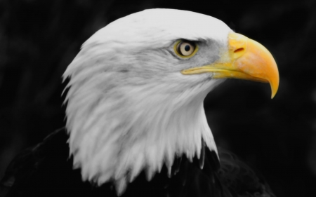 bald eagle - bald, eagle, portrait, bird