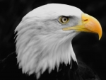 bald eagle