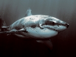 great white shark