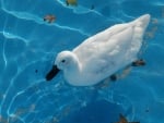 white duck in the pool