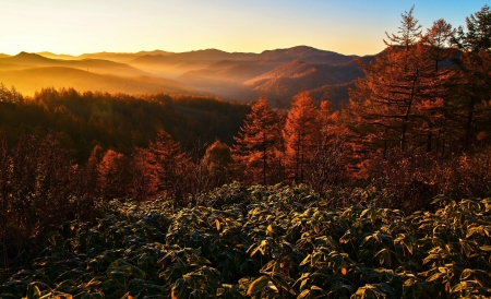 The Rays of the Sun - autumn, trees, forest, mountain, sunrise