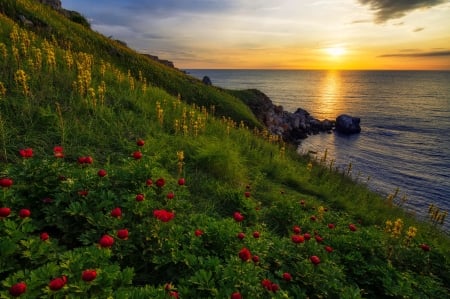 Wild coastal peonies - sky, shore, sunset, coast, serenity, peonies, reflection, beautiful, flowers, sunrise, grass, sea