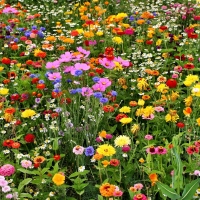 Colorful Meadow Flowers