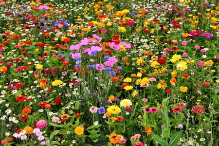 Colorful Meadow Flowers - pretty, Nature, Flowers, Meadow