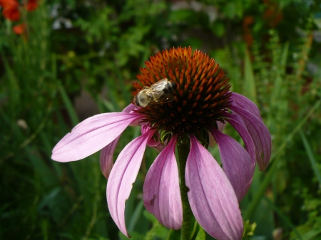 flower with a  bee - bee, blossom, beautiful, echinacea, flower, bug, pink, purple, garden, coneflower