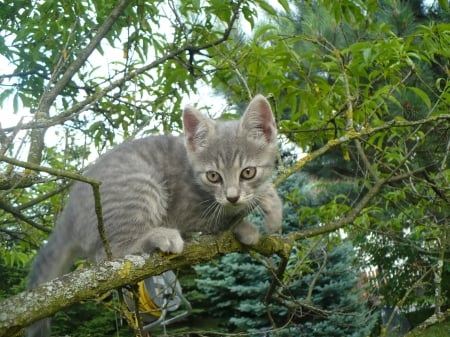 kitten on a tree - cat on tree, climbing kitten, climbing, lovely, sweet, tree, cat, grey, animal, kitten, cute, cats, a little cat