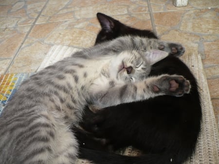 sleeping kittens - nap, lovely, cat, black, grey, kittens, kitten, cute, cats, sleeping kittens, sleeping, animals