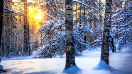 sun shining through a forest in winter hdr - bark, sunshine, forest, snow, winter, hdr