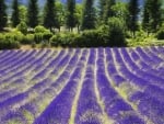 lavender field in provance