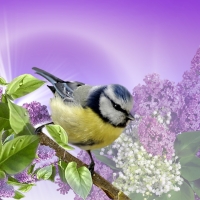 Lilacs and Little Bird