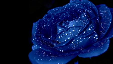 Blue rose - blue, dew, drops, rose, flower