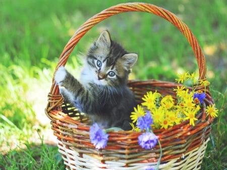 Basket full of Love - flowers, basket, adorable, kitten