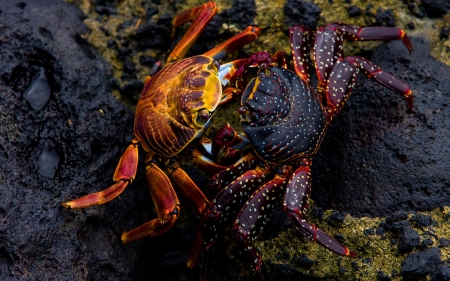 kissing crab - rock, moss, animal, crab