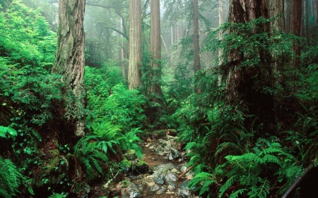 olympic national park - national, olympic, washington, park