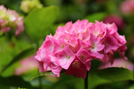 Hydrangea - summer, flower, pink, hydrangea, green