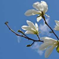 Magnolia