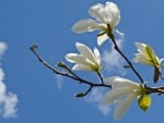 Magnolia