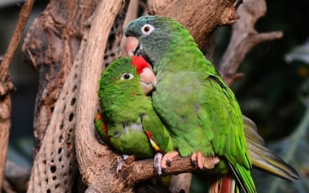 Parrots - twig, pair, resting, green, exotic